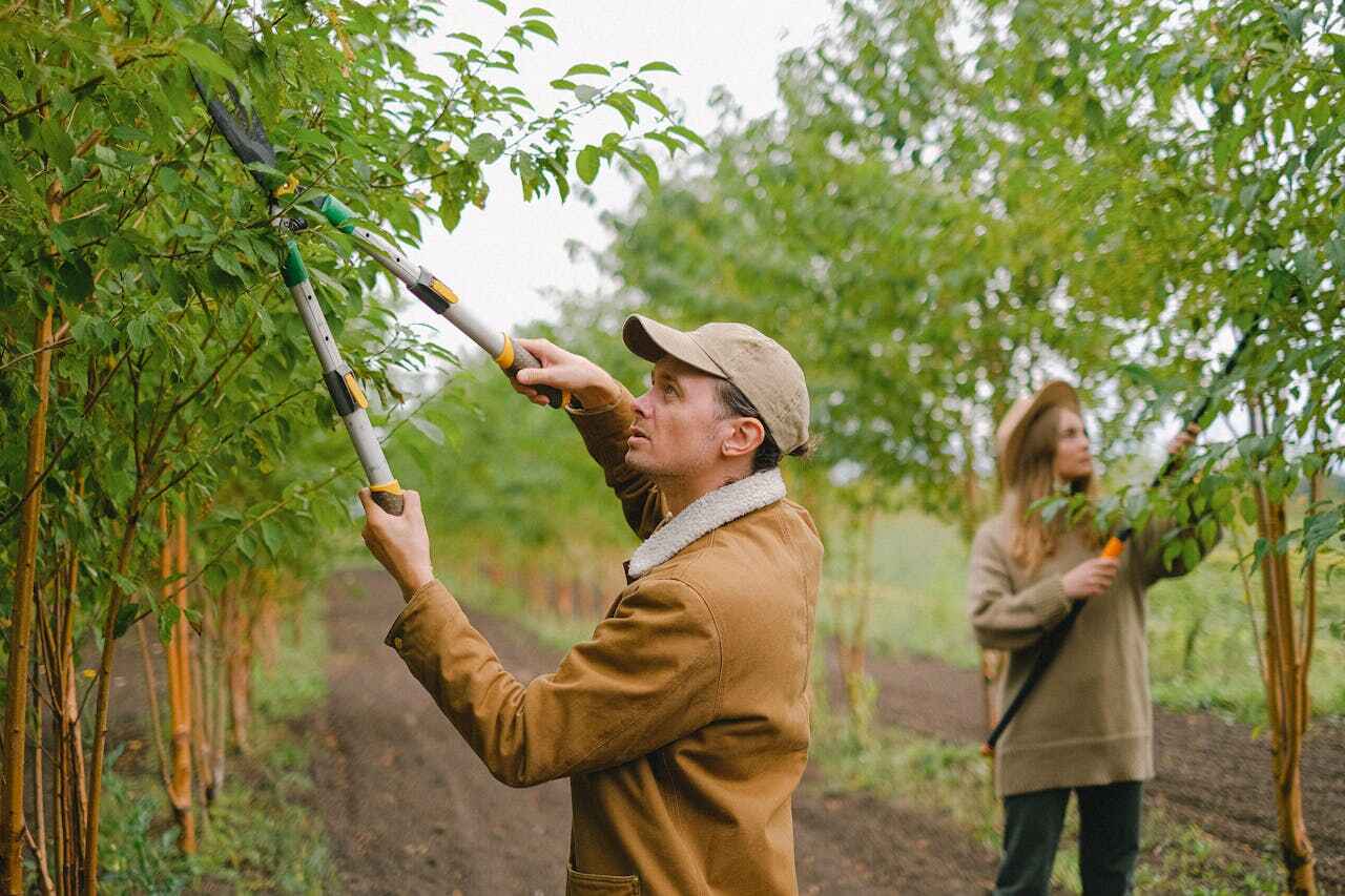 The Steps Involved in Our Tree Care Process in Chickasaw, AL